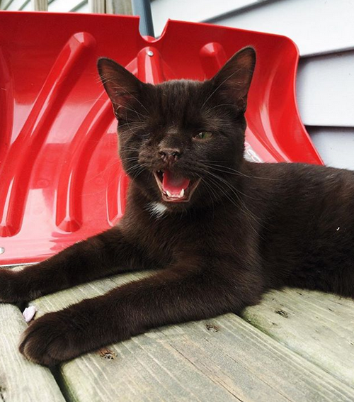 one eyed pirate cat