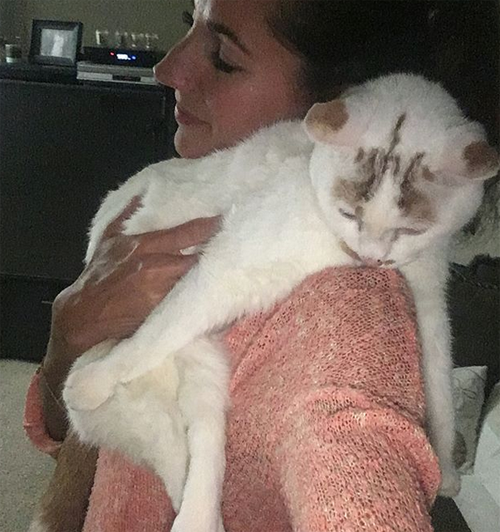 cerebellar hypoplasia cat with unique hind legs epilepsy