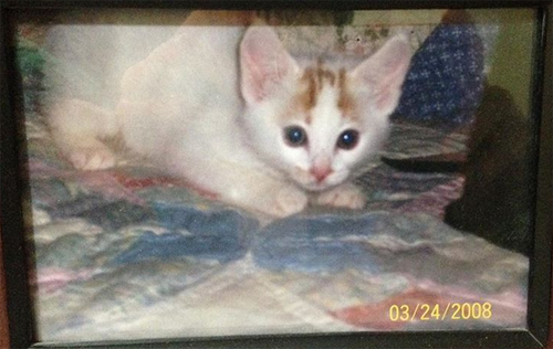 cerebellar hypoplasia cat with unique hind legs epilepsy