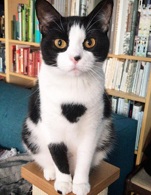 cat with liver shunt