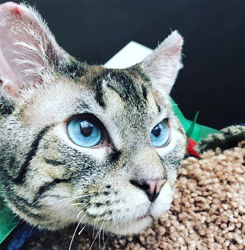 siamese cat rescued from fire