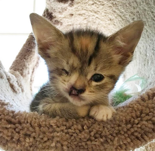 starry eyed kitten