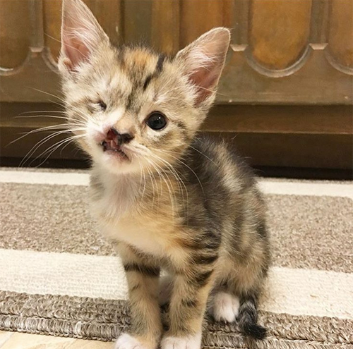 cute one eyed cat