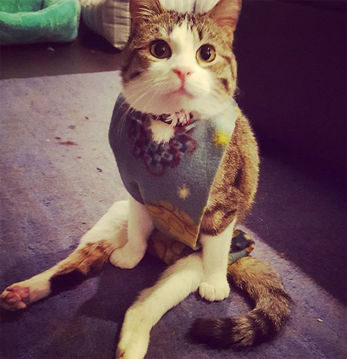 Meet The Adorable Cat With Hind Leg Paralysis Who Has Inspired His Mom ...