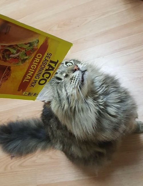 one eyed maine coon cat