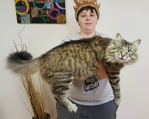 Meet The Adorable One-eyed Maine Coon Who Went From A Tiny Homeless ...