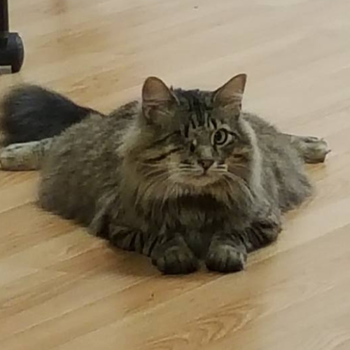one eyed maine coon cat