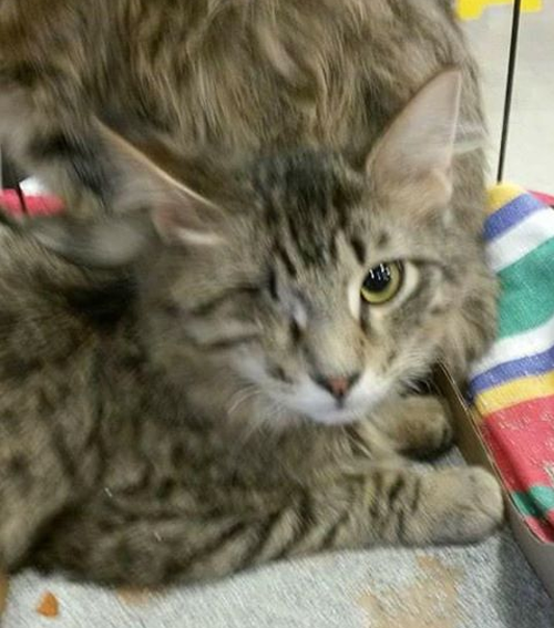 one eyed maine coon cat