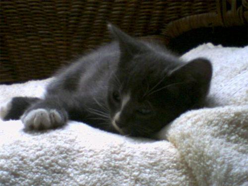 ch wobbly cerebellar hypoplasia cat