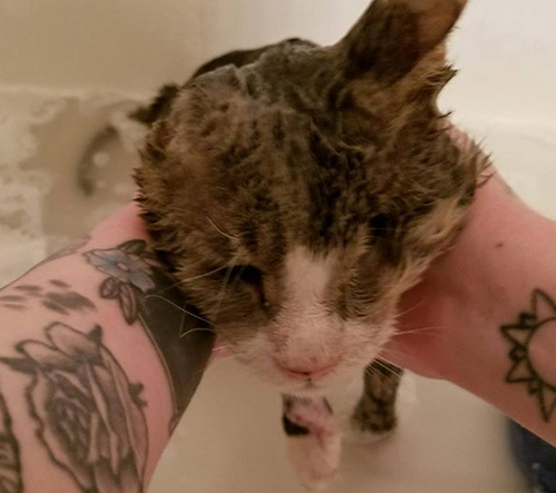 one eared one eyed senior cat