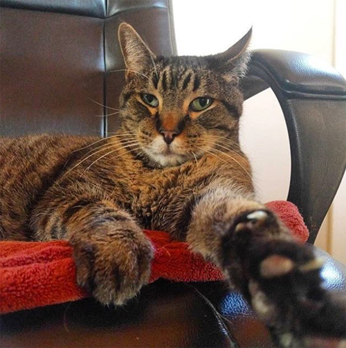 Meet Wilbur, The Wonderful Senior Cat With FIV And Kidney Failure Who
