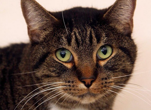 Meet Wilbur, The Wonderful Senior Cat With FIV And Kidney Failure Who ...