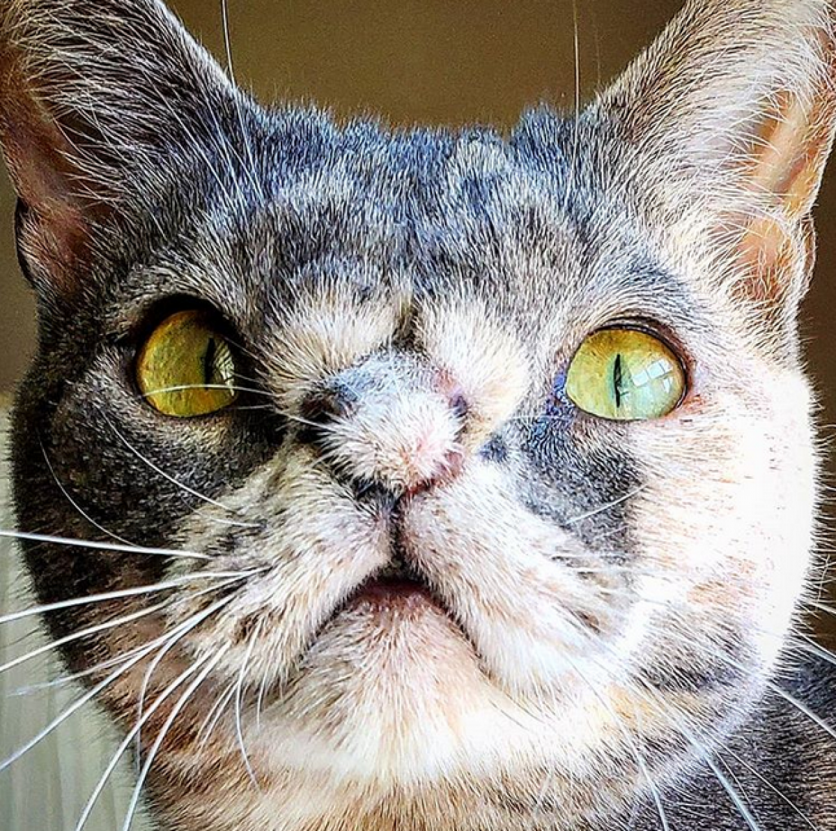 Meet The Beautiful Cat With A Chromosomal Abnormality Who Found