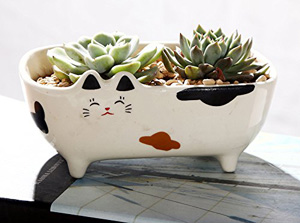 cat planters plant pots