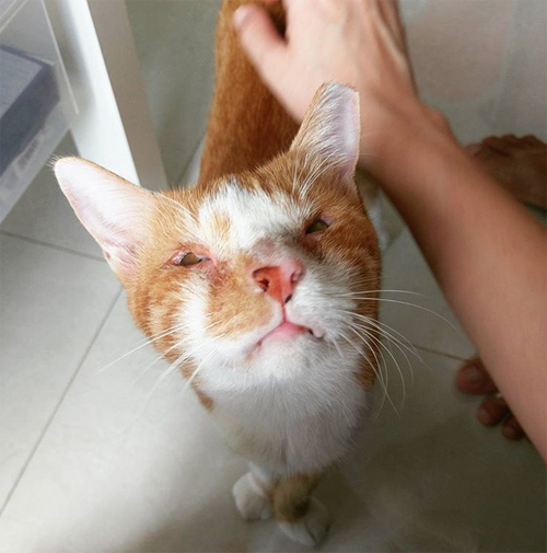 Meet The Adorable Cat Without Eyelids Who Was Rescued From The Streets ...