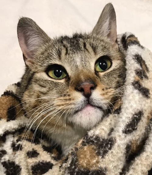 cat who survived being shot