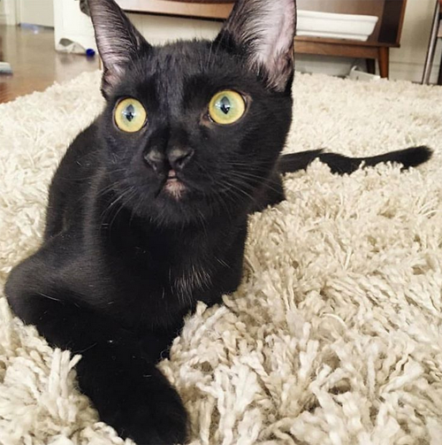 Meet The Stunning Wobbly Cat With A Cleft Nose Who Found The Purrfect ...