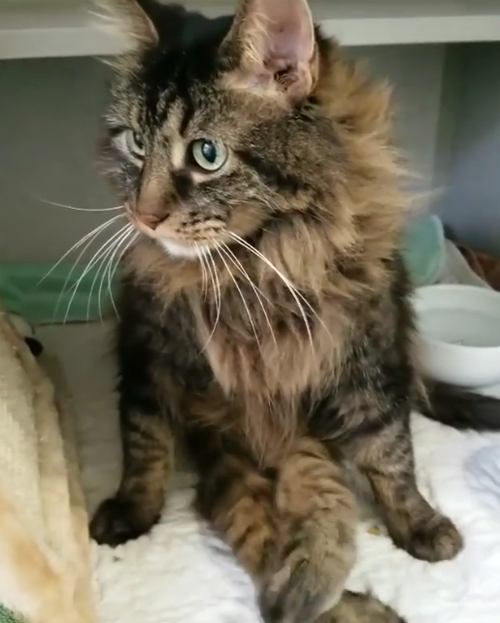 paralyzed maine coon diaper cat