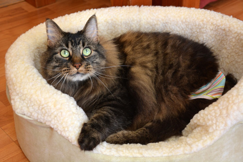 Meet The Gorgeous Cat With Hind Leg Paralysis Who Recently Retired ...