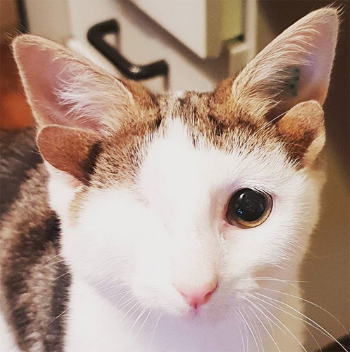 kitten with four ears and one eye
