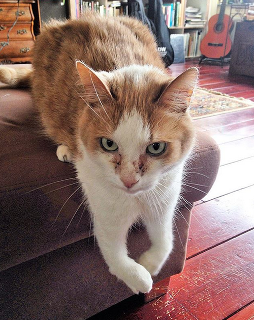 radial hypoplasia rh cat