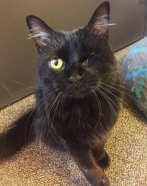 black one eyed emotional support cat