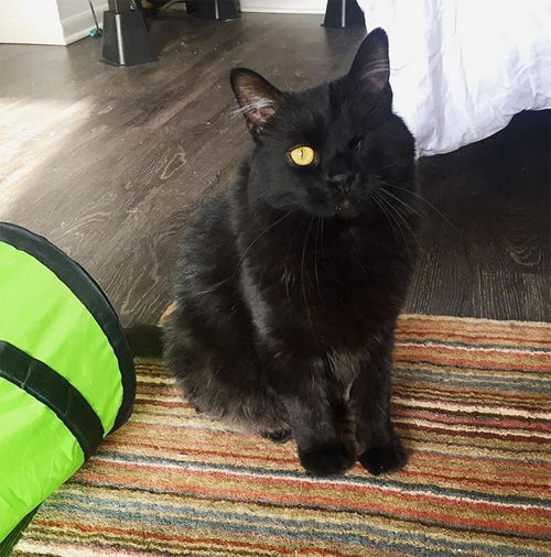 black one eyed emotional support cat