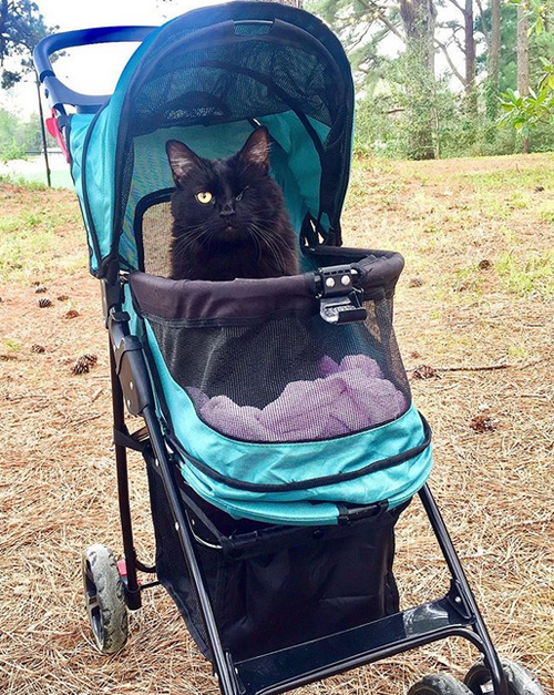 black one eyed emotional support cat