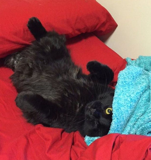 black one eyed emotional support cat