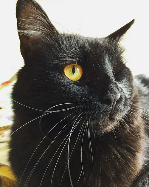 black one eyed emotional support cat