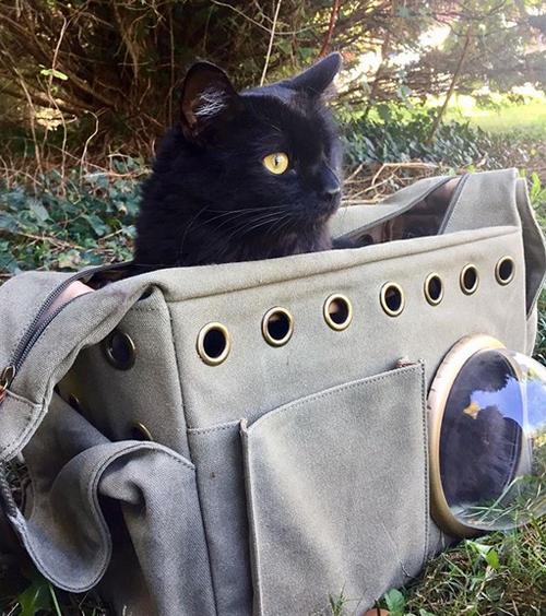 black one eyed emotional support cat