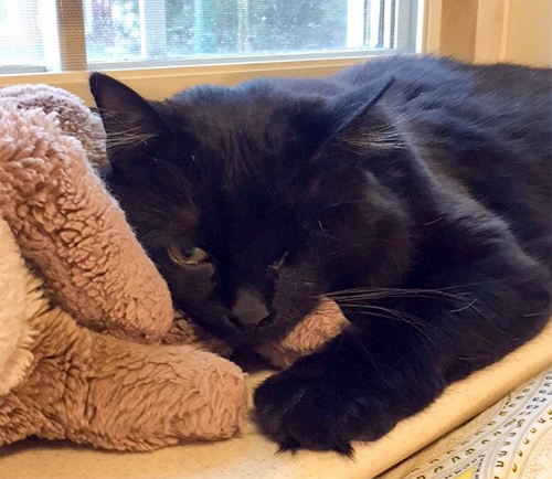 black one eyed emotional support cat
