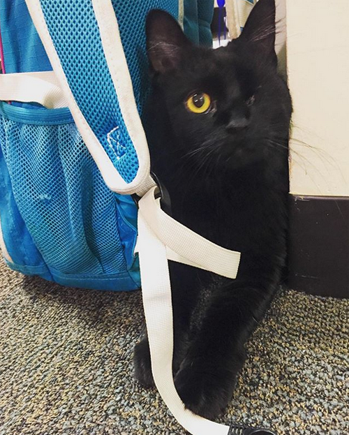 black one eyed emotional support cat