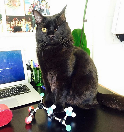 black one eyed emotional support cat