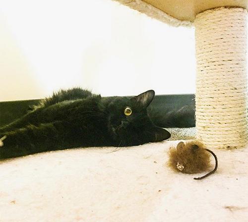 black one eyed emotional support cat