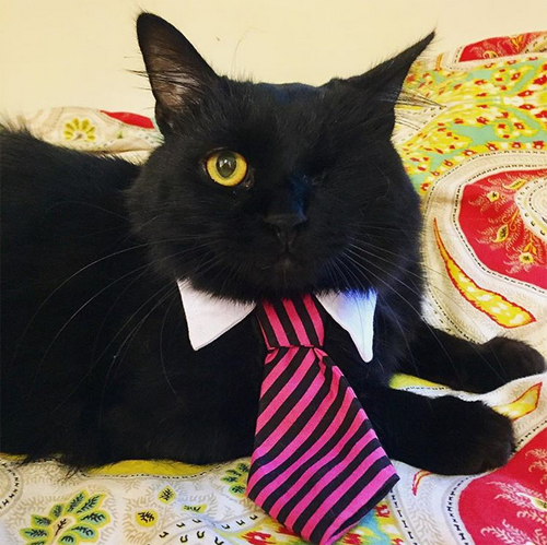 black one eyed emotional support cat
