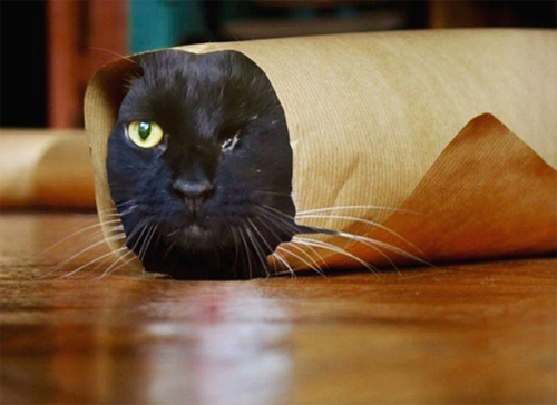 black one eyed emotional support cat