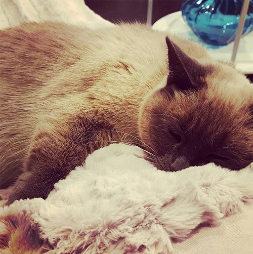 Meet Sabrina, The Stunning Siamese Cat Who Survived Being Shot And Is ...
