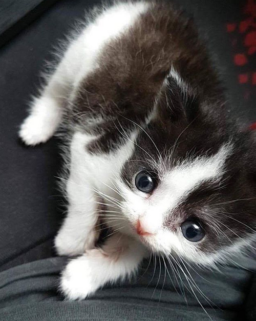 Meet The Adorable Special Needs Dwarf Kitten Who Regained The Ability