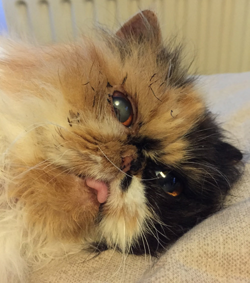 blind persian calico rescue cat