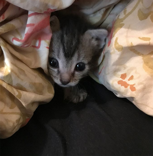 tabby dwarf cat