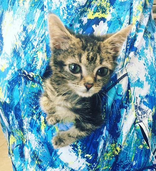tabby dwarf cat