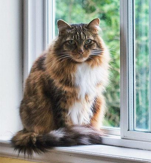 Meet The Adorable Cat With A “lobster” Paw Who — Thanks To His Amazing 