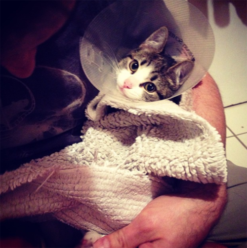 special needs cat with lobster paw