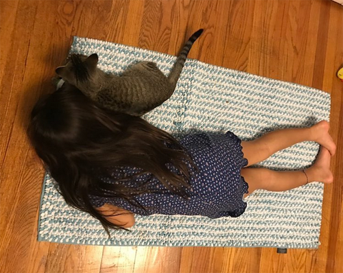 two legged cat kitten