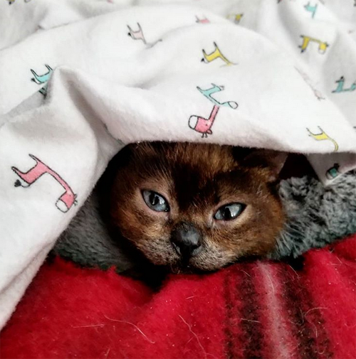 siamese cat with dwarfism hydrocephalus