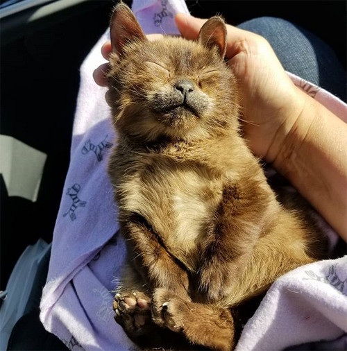 siamese cat with dwarfism hydrocephalus