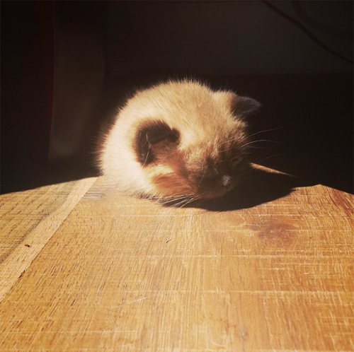 siamese cat with dwarfism hydrocephalus