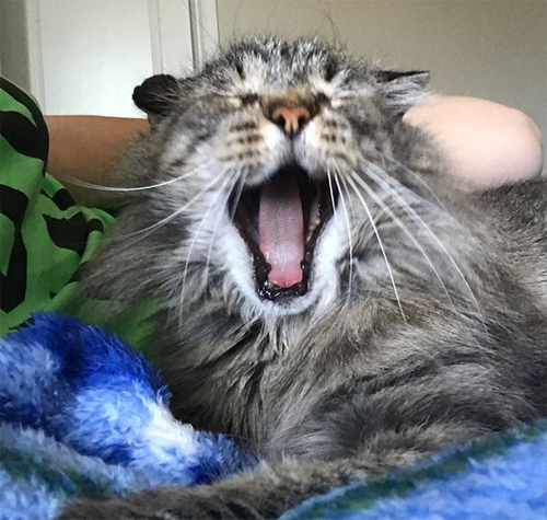 Manhattan Meow  Resting cat face (RCF)