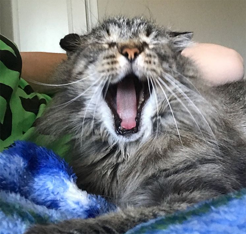 Manhattan Meow Resting cat face (RCF)
